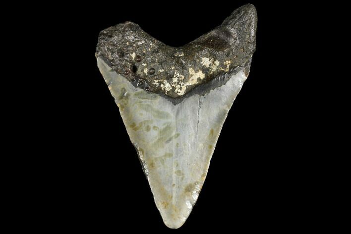 Fossil Megalodon Tooth - North Carolina #130740